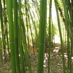 Bambu Phyllostachys rubromarginata